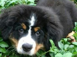 Puppies