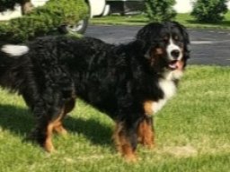 Our Dogs