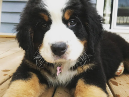 Puppies